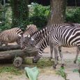 20070628_singapore_bintan_197